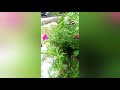 Rainy Day Status Whatsapp Status Aaj Mausam Bada Beimaan H