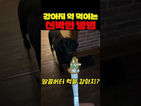 강아지 약 먹이는 신박한 방법