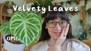 My Favorite VELVETY Plants!