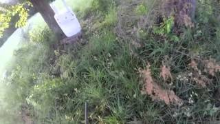 Quail Pod / Johnny House in Action