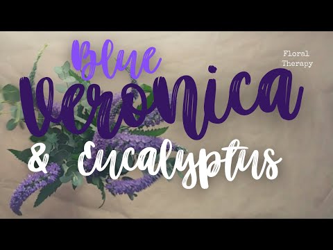 Blue Veronica & Eucalyptus Gunnii | Floral Therapy