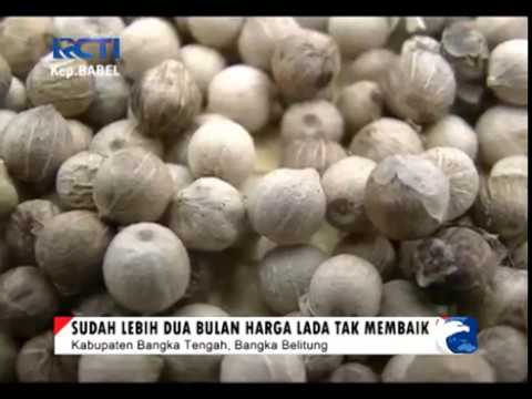 Payudara sakit dari Reduxine Menurunkan Berat Badan Bersama blog forum foto