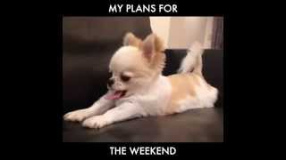Plans for the weekend