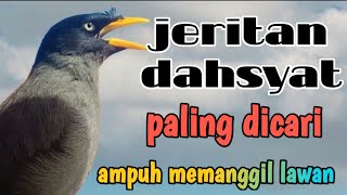 Download lagu suara masteran jalak kebo,ocehan keras paling dahsyat memamanggil jalak liar mp3