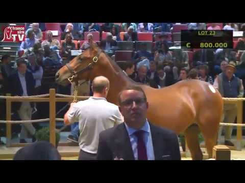 Top Price J1 - 800 000E - N (STEIP AMACH 2018) - M18 - Arqana August Yearlings Sales 2019