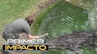 Impactante propuesta matrimonial de un hombre que escogió como testigo a un cocodrilo
