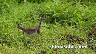 今月2羽目のレンカク(動画あり)