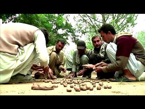 巴基斯坦的重新造林 (Reforestation in Pakistan)