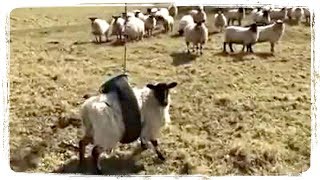 СМЕШНЫЕ ЖИВОТНЫЕ | FUNNY Animals #587