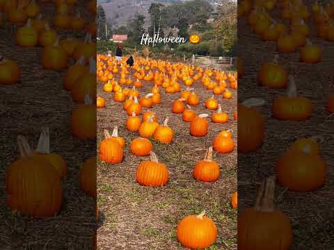 Halloween 🎃 #halloween2023#usa#trendingshorts #usa #telugu #tamil #india #shorts#viral #trending