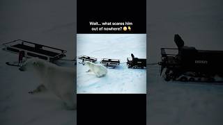 Polar Bear Gets Scared Out of Nowhere