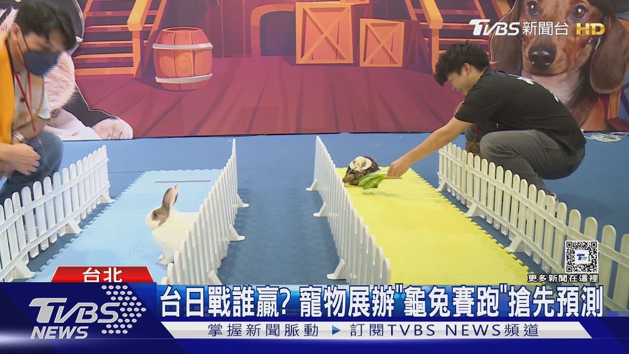 台日戰誰贏? 寵物展辦「龜兔賽跑」搶先預測