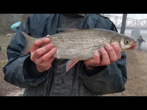 Pecanje SKOBALJA (kilaš) lep primerak - Južna Morava🐟 Daiwa Amorphous🎣