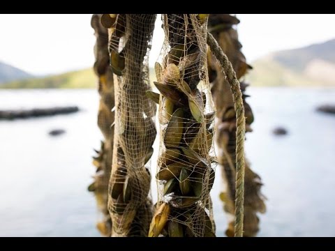 SPATnz New Hatchery Opening