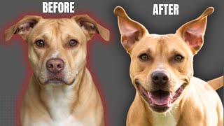 Science Based Reactive Dog Training (That Actually Works!)