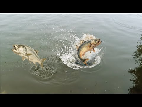 Fish jumps for the low Water Level | Thousands of fish leap out of water at same time