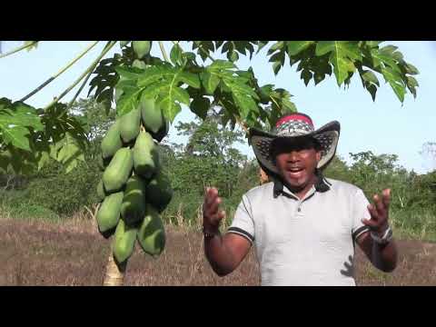 EL CULTIVADOR  Solteritos de María La Baja . CON DALMIRO POLO DIAZ