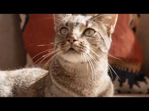 download lagu mp3 mp4 Happycat De, download lagu Happycat De gratis, unduh video klip Happycat De