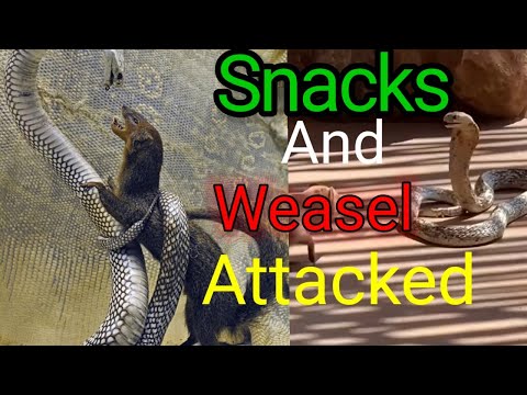 Snacks And Weasel Attacked  moments সাপ ও বেজির যুদ্ধ