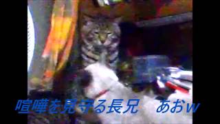 [喧嘩を止めようとした長兄猫だったがｗｗｗ] eldest brother cat is quarrel stop