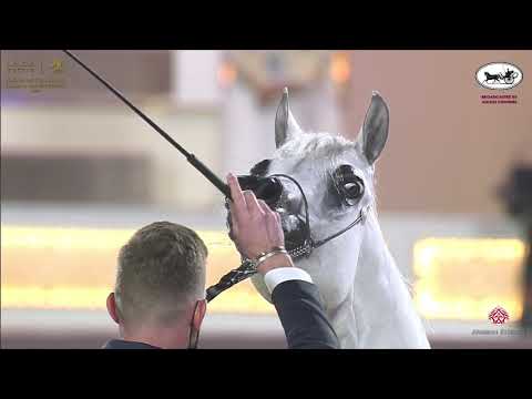 N 128 HAMAMAT AL SHAHANIA   Katara International Arabian Horse Festival   Mares 4 6 Years Old Class
