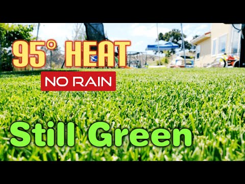 夏に芝生を緑に保つために使用する水を大幅に減らす方法 |灌漑と保水のヒント