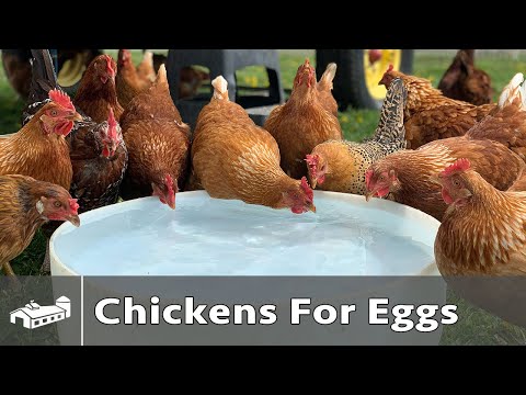 Raising Chickens For Eggs - Spring 2021