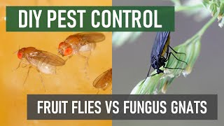 Tiny Kitchen Flies: Fruit Flies VS Fungus Gnats