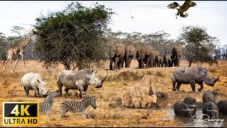 4K African Animals: Okavango Delta of Africa With Wildlife & Animals Real Sounds - 4K Animal Planet