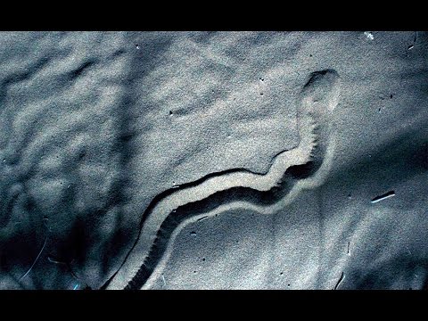 סרטוני טבע של ה-BBC: מחילה בחול