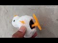 Beautiful Chick Just Review Toy Chick Invention401
