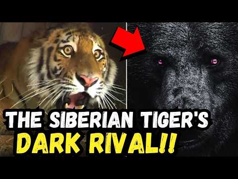 🚨 BREAKING: The BLACK Predator That HUNTS Siberian Tigers!!