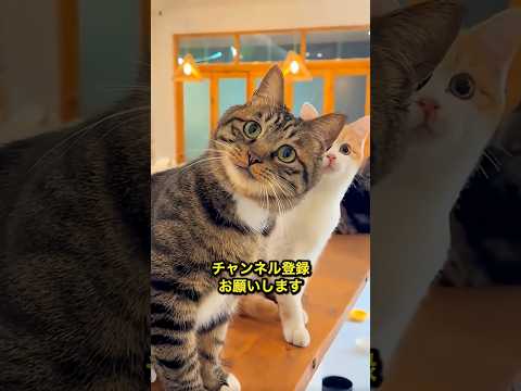 君はどの子猫が好き？😸 #shorts #shortvideo #ショート #ショート動画