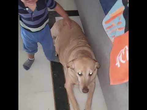 Ridan play with  my dog oliv