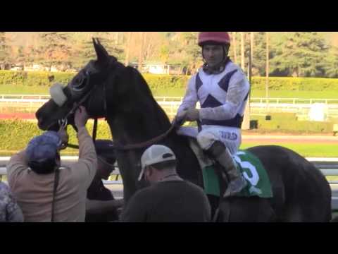 Eblouissante could be stakes bound after second win