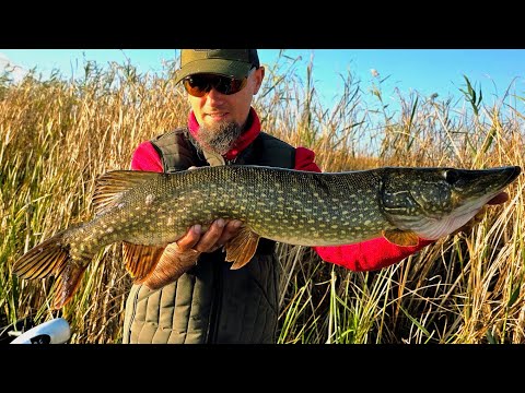 NEBUNIE la ȘTIUCĂ în DELTA DUNĂRII! ZECI de PEȘTI in 3 ore de acțiune continuă, fără editare