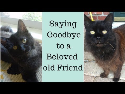 When your Cat is Dying - Losing a Beloved Pet and Coping with Grief