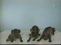 Sesame Street Wegman Dogs Demonstrate 3