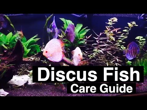 Discus Fish Care - Tank Size, Food, & Prices
