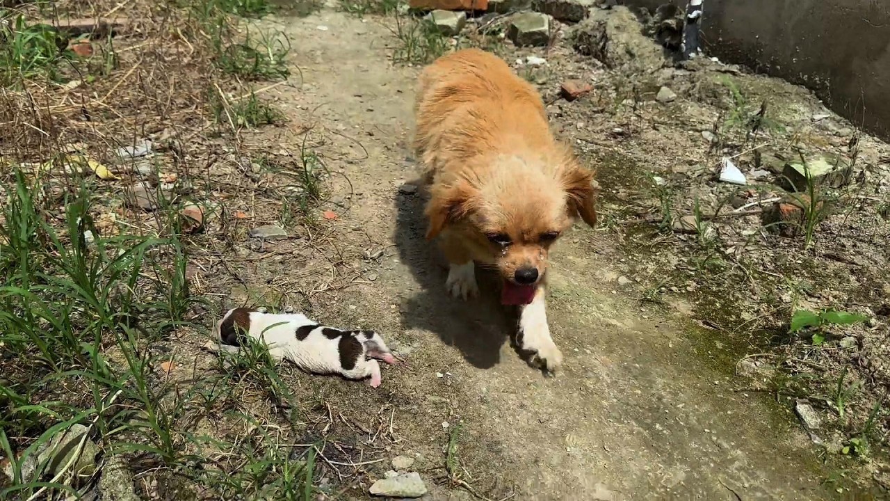 "Please adopt my child," she begged timidly, entrusting the baby to me with tears in her eyes