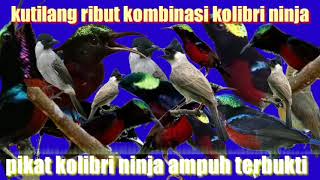 Download lagu suara kutilang ribut kombinasi Kolibri ninja(konin) pikat Kolibri ninja ampuh durasi panjang 1 jam mp3 Download lagu suara kutilang ribut kombinasi Kolibri ninja(konin) pikat Kolibri ninja ampuh durasi panjang 1 jam mp3