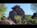 MUST SEE Lions Roaring At Animal Kingdom 4k Walt Disney World