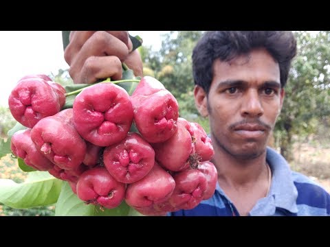download lagu mp3 mp4 Water Apple Fruit, download lagu Water Apple Fruit gratis, unduh video klip Water Apple Fruit