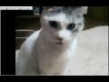 Shocked Kitty