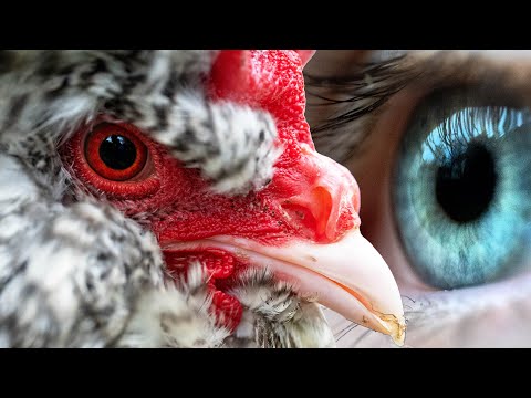 Falsches LICHT 💡 im Hühnerstall? Hühner sehen anders ! 👁️