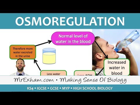 Excretion - ADH and Homeostasis - GCSE Biology (9-1)