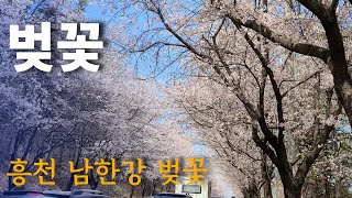 여주 흥천남한강 벚꽃 구경[EP454 - 5톤 콜바리 화물차 기사의 일상 ]