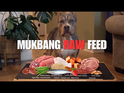 What Feeding a RAW Breakfast Looks Like to My American Bully XL Puppy 🥩 | BEST RAW Dog Feed Mukbang