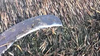 A Sunny Day at the Office | Matthew Roberts Master Thatcher