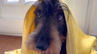 Funny way to dry my dog 😀 #TeddyTheDachshund